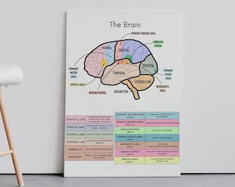 Cerveau humain affiche anatomie impression déco impression médicale neurologie art mural anatomique médecin neurologue orthophonie cadeau NUMÉRIQUE