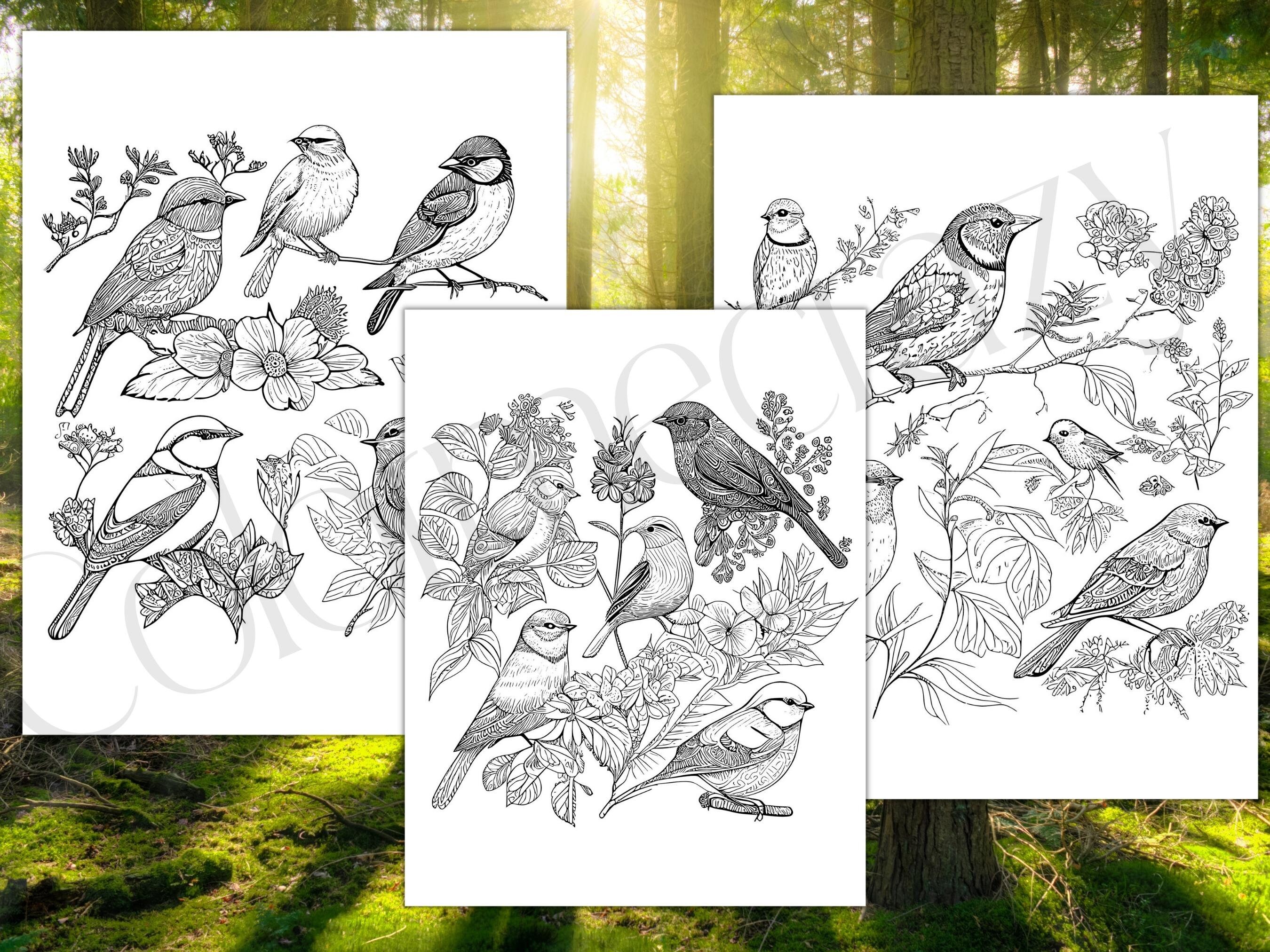 53 Beautiful Lifelike Birds Coloring Book Pages/adult Coloring Sheets
