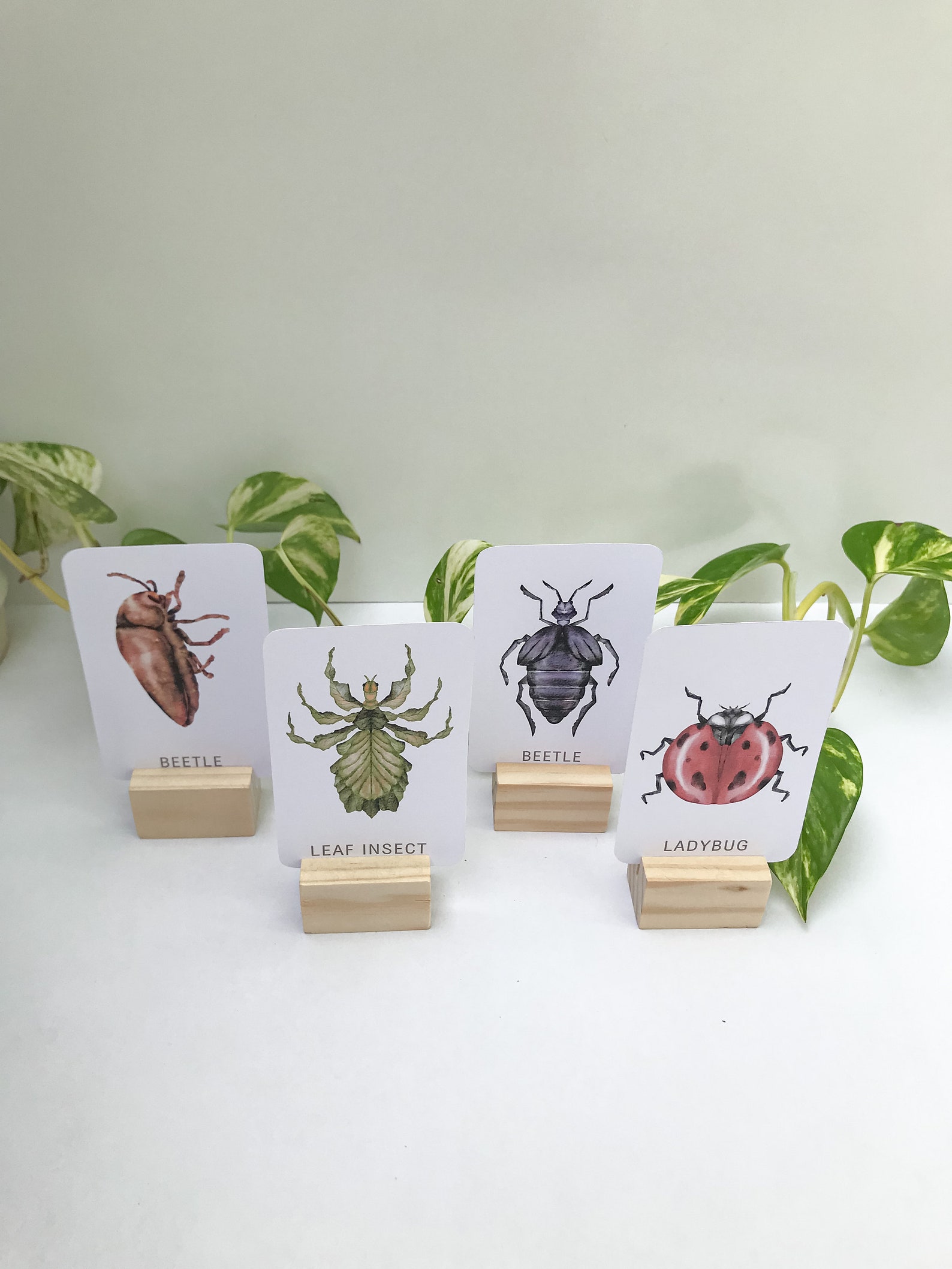 Insect Cards for Children Set 1: 24 Printable Flashcards (digital ...