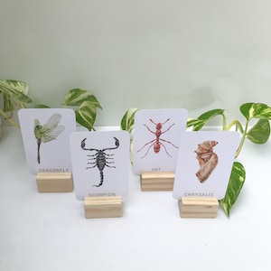 Insect Cards for Children Set 1: 24 Printable Flashcards (digital ...