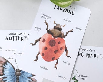 10 Minibeast ANATOMY Cards Printable Children's, Kids Insect Body Part Cards, Bugs, Nature Learning, Science Education, Early Childhood STEM