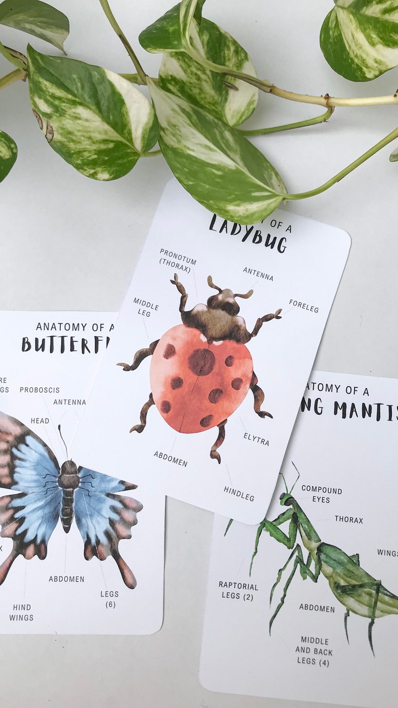 10 Minibeast ANATOMY Cards Printable Children's, Kids Insect Body Part Cards, Bugs, Nature Learning, Science Education, Early Childhood STEM image 1