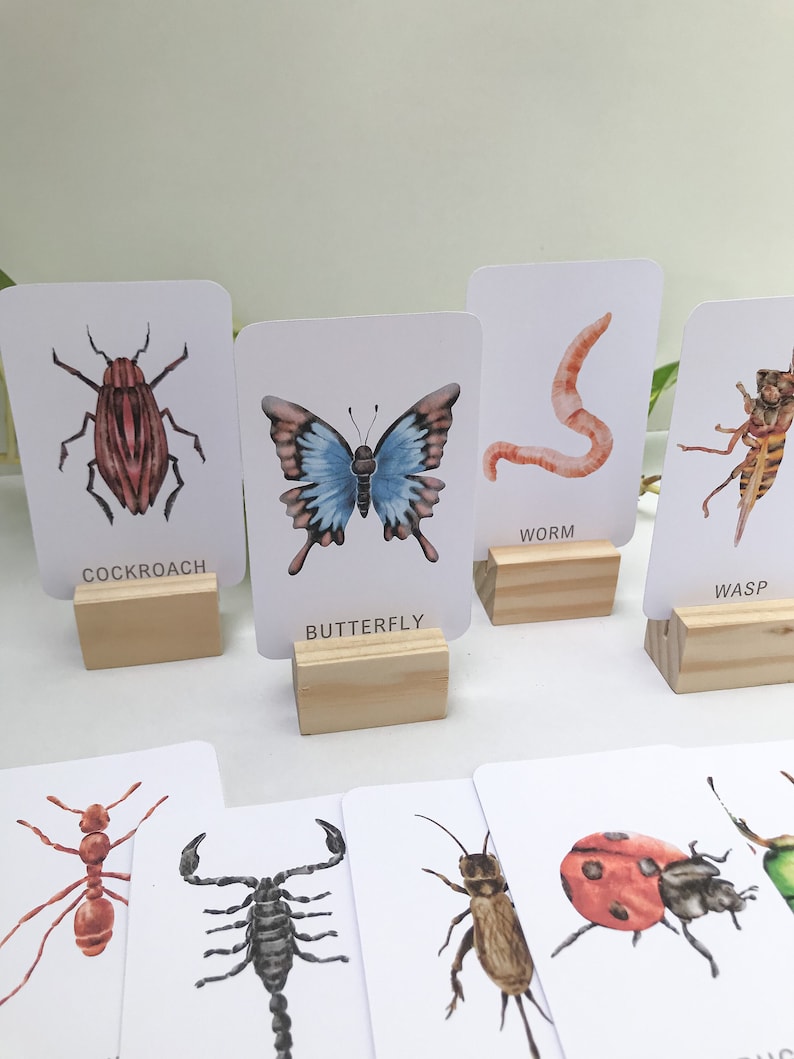 Insect Cards for Children Set 1: 24 Printable Flashcards (digital ...