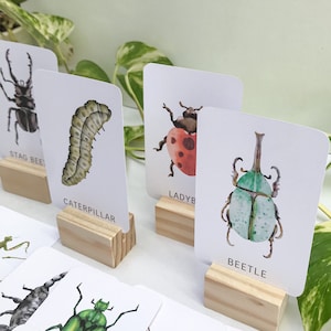 24 cartões flash minibeast infantis para impressão #2, cartões de insetos infantis, insetos, aprendizagem da natureza, educação científica, haste da primeira infância