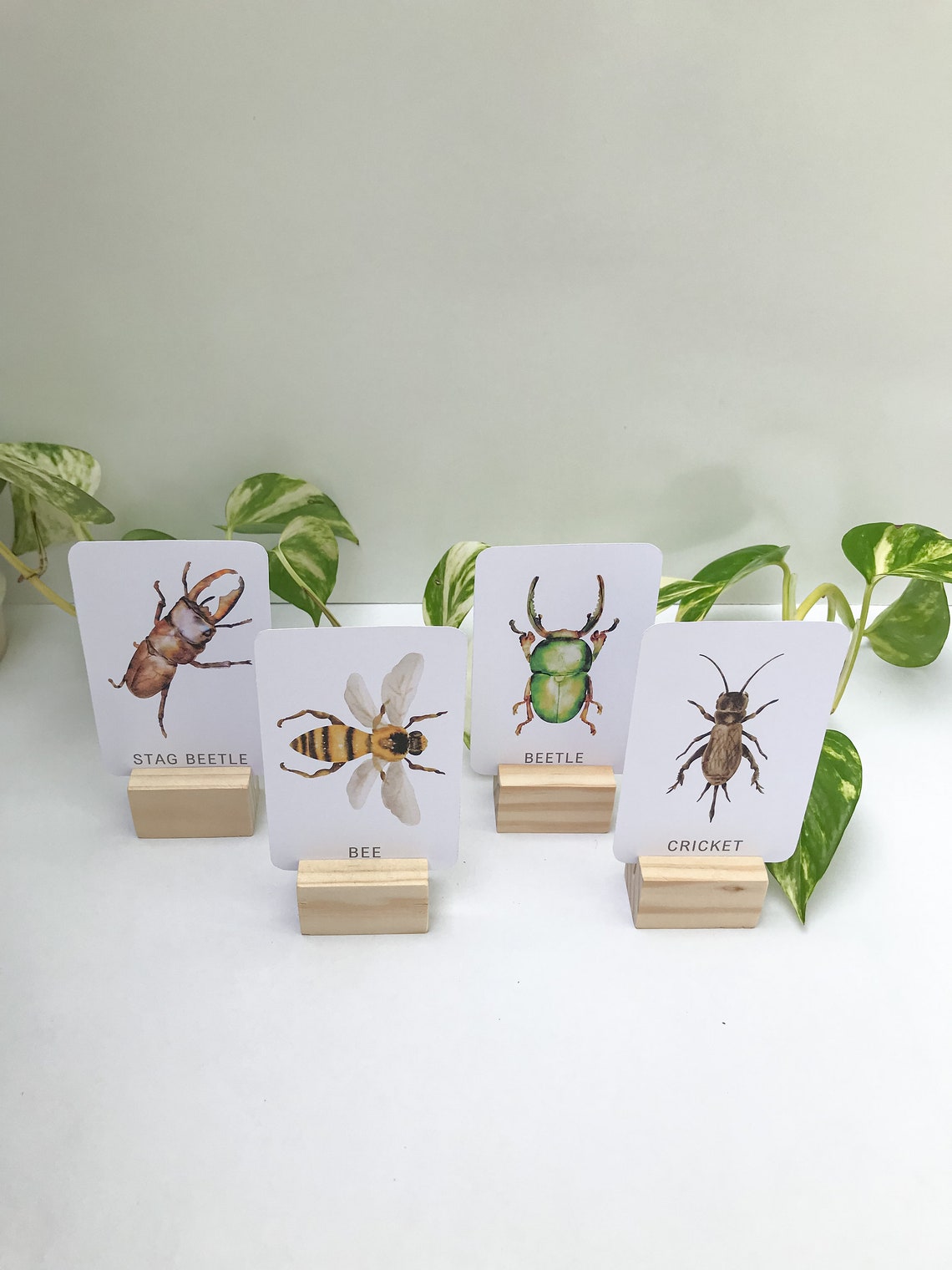 Insect Cards for Children Set 1: 24 Printable Flashcards (digital ...