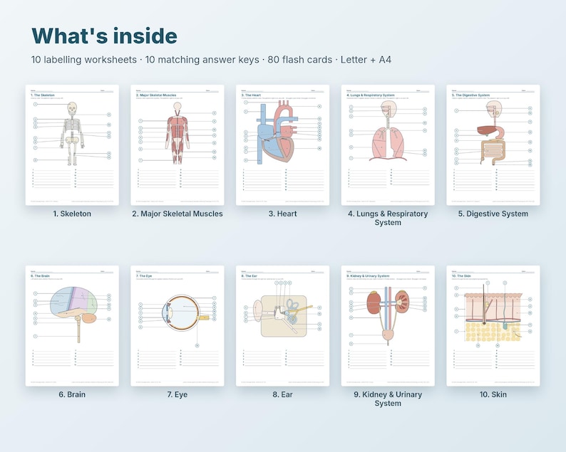 Human Anatomy Labelling Worksheets, Flash Cards Bundle (digital ...