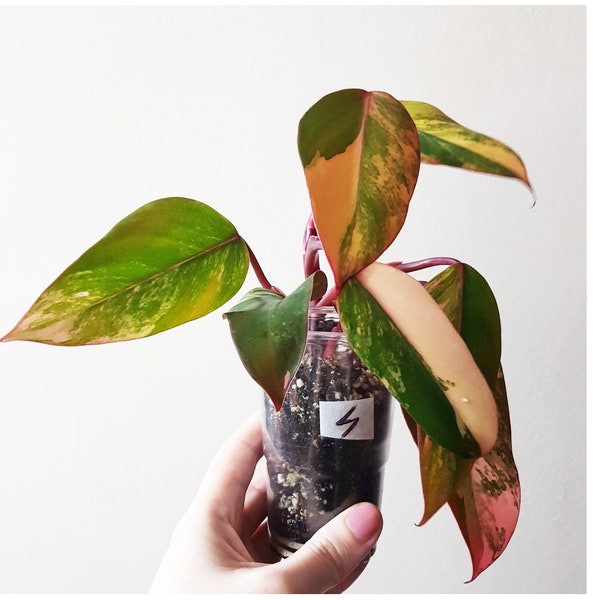 Philodendron Strawberry Shake no.4,  rare houseplants, indoor plants