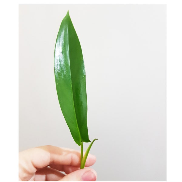 Philodendron 69686, 1 leaf top cutting, rare aroid, tropical plant