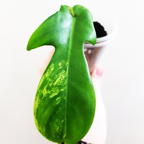 Philodendron Florida Beauty no.13, base cutting, rare houseplants, indoor plants