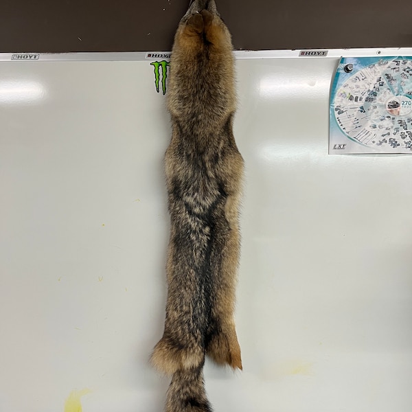 Coyote Pelt Etsy