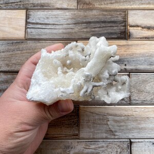 May include: A white, crystalline mineral specimen with a textured, coral-like appearance. The mineral has a rough, uneven surface and a light, off-white color. The specimen is held against a wooden background.