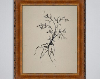 Rustic Carrot Sketch Print: Vintage Botanical Farmhouse Wall Art (Digital Download)