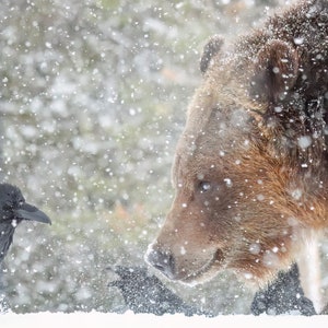 Grizzly Bear Photograph - Wildlife Photo - Wildlife - Fine Art Print - National Park - Home Decor - Wall Art