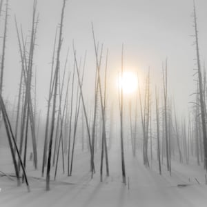May include: A black and white photograph of a forest with tall, bare trees. The sun is shining through the fog, creating a hazy, ethereal effect.