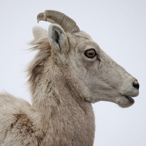 Big Horn Sheep Photograph - Wildlife Photo - Fine Art Print - National Park - Home Decor - Wall Art - Yellowstone National Park Photo