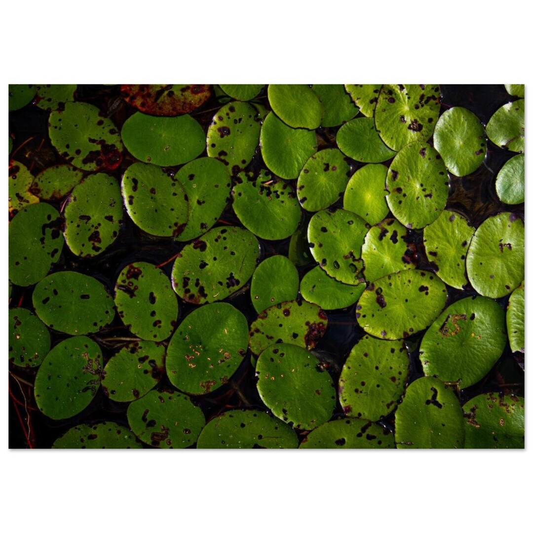 Lily Pads | Photography, Poster, Wall Art, Print, Outdoor Photography ...