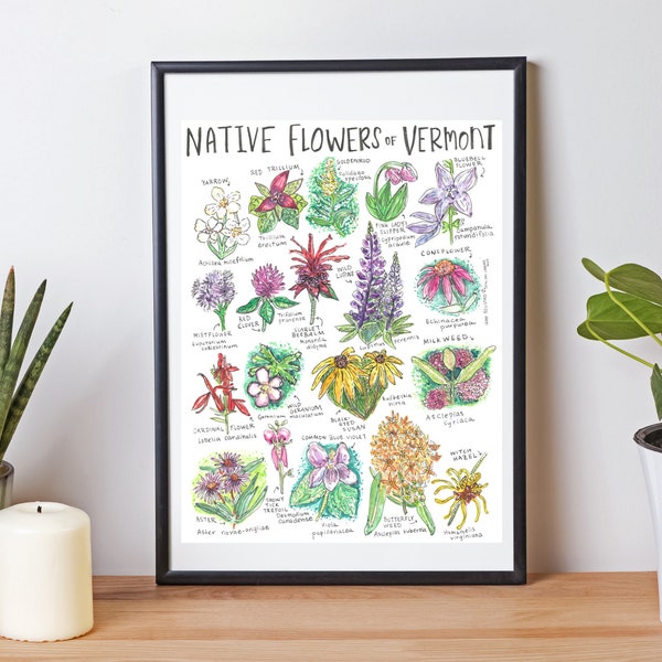 Vermont Native Flowers Poster | Vermont Wildflowers watercolor | New England Flowers | Vermont Nature Art | Vermont Hiking Art | VT Flowers