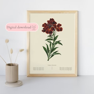 Puede incluir: Una ilustración botánica imprimible de una flor roja con hojas verdes. El texto "Sutton Stracke" y "Why did you bring it up? Why did you bring it up? Why did you bring it up?" está impreso debajo de la imagen.