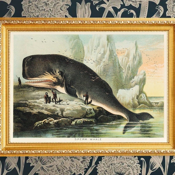 Sperm whale from Johnson's household book of nature 1880 Poster Wall Art Decor Man Cave gifts INSTANT DIGITAL DOWNLOAD