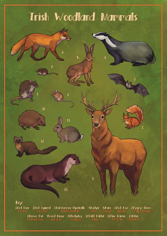Irish Wildlife Poster A2 Poster Wildlife Illustration Wall - Etsy Irish Wildlife Poster A2 Poster Wildlife Illustration Wall - Etsy