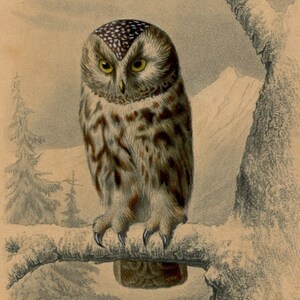 Antique Owl Illustration - Boreal Owl Art Print - Vintage Wildlife Artwork