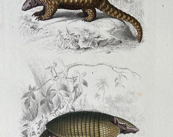 Pangolinarmadillo 1872 Anteater, Platypus, Pangolin, Armadillo, Three-toed Sloth