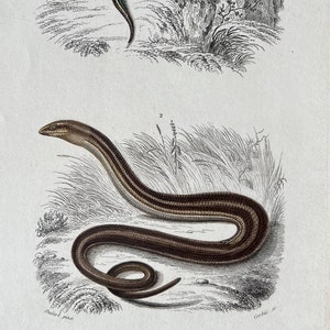 Op de afbeelding: Een vintage illustratie van twee reptielen, een bruine en zwarte hagedis op een rots en een bruine slang op een bed van gras. De illustratie is afkomstig uit een boek getiteld "Dict. Univ. D'Hist. Nat." en is gelabeld "Reptilien, Pl. 6".