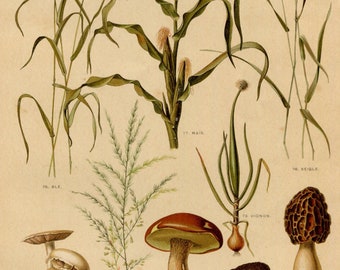 Antieke botanische illustratie - granen, groenten en schimmels - 19e-eeuwse Franse natuurhistorische kunst
