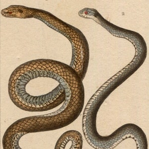 Antique Snake Illustration - Vintage Ophidiens Art - 19th Century Natural History Print