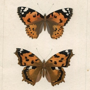 Antique Butterfly Illustration - Vintage Lepidoptera Art - 19th Century Natural History Print