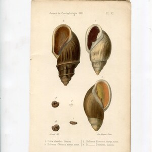 Large Antique Seashell Illustration - 1881 Conchyliology