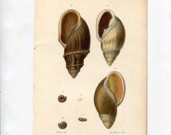 Große antike Muschel Illustration - 1881 Conchyliologie