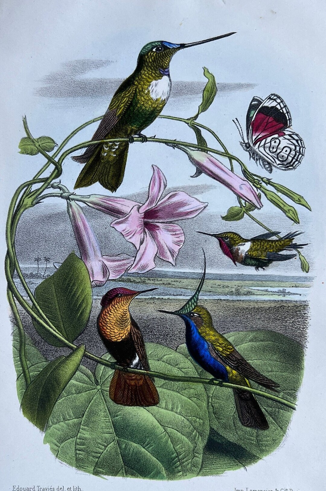 Antique Hummingbird Print - 19th Century Natural History Illustration ...