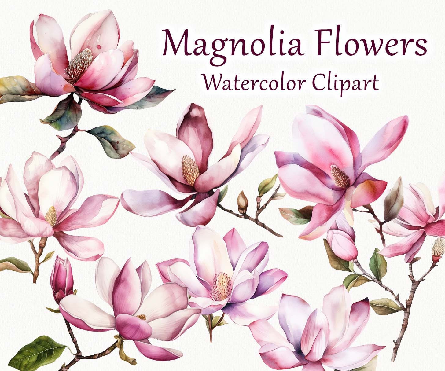 Magnolia Watercolor Clipart. Pink Magnolia Flowers. Magnolia Bloom. Magnolia flower PNG