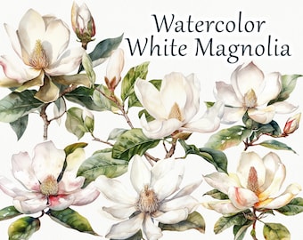 Magnolia Watercolor Clipart. White Spring Flowers Clipart. Floral blooming Clipart. White Magnolia flower clipart, spring floral plants PNG
