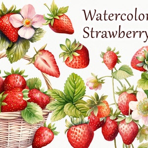 Clipart de morango em aquarela. Clipart de morango no verão. Clipart de planta de morango. Clipart de flor de baga, plantas florais de primavera PNG