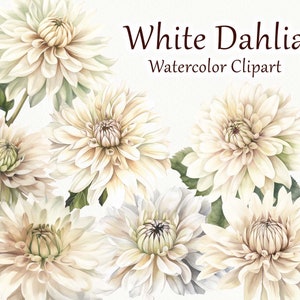 Clipart Dahlia bianca. Illustrazione dell'acquerello fiore bianco. Clipart floreale. Dalie bianche. Verde. Boho Inviti di nozze PNG