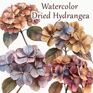 Clipart de hortensias en acuarela. Clipart de flores secas. Clipart de hortensias secas. Flores de otoño. PNG.