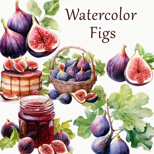 Clipart dell'acquerello di fico. Clipart di fico estivo. Clipart dell'albero di fico. Clipart di frutta. Piante tropicali. Fico PNG