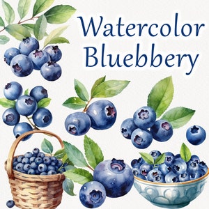 Blueberry Watercolor Clipart. Blueberry summer Clipart. Blueberry plant Clipart. Berry clipart, summer floral plants PNG