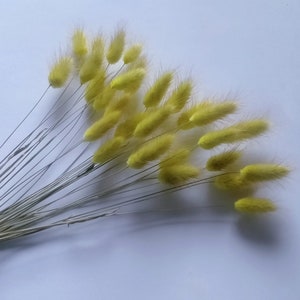 Yellow fluor natural dried flowers lagurus/ Pack of 28 Posyandkardo bouquet/ perfect for a special party decoration or home / bunny tails