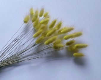 Flores secas naturais de flúor amarelo lagurus/ Pacote de 28 buquê Posyandkardo/perfeito para uma decoração especial de festa ou casa/rabo de coelho