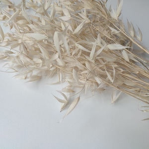 Organic Oat Decor 50 steli di circa 10 pollici di lunghezza / deco di cereali naturali / deco estivo / stile ecofriendly