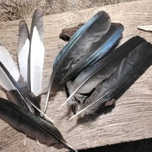 Può includere: Una collezione di piume grigio scuro e bianche con una stella marina su una superficie di legno invecchiato. Le piume presentano una miscela di trame e colori, con alcuni accenni di blu. La disposizione suggerisce un tema rustico e naturale.