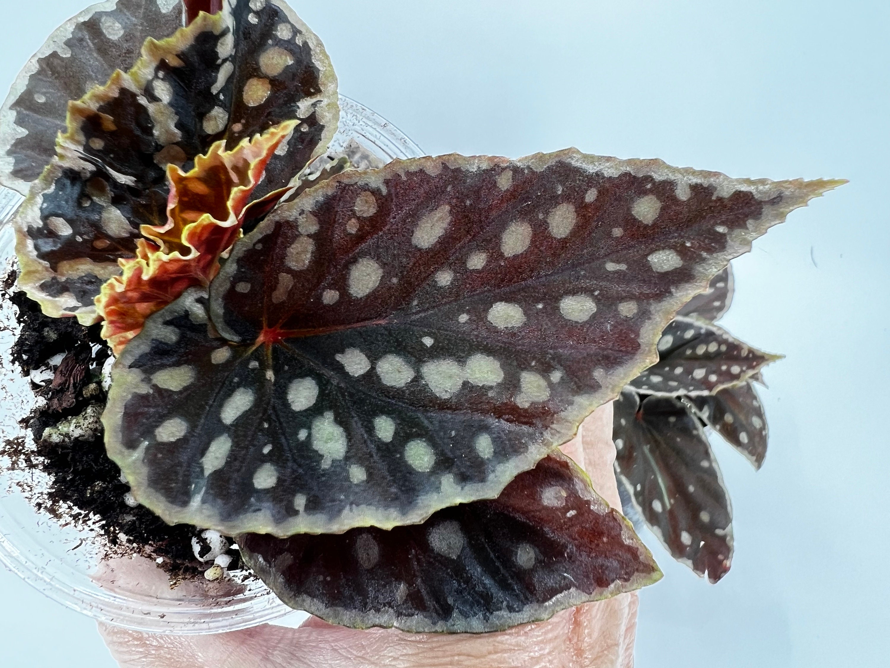 Begonia Dinhdui X Umbellata Hybrid. Striking, Very Rare