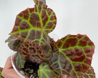 Begonia Rajah, rare begonia, unique begonia, fully rooted plant,