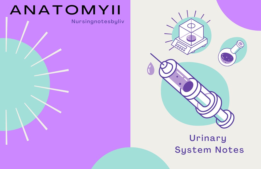 Anatomy II Urinary System Notes - Etsy