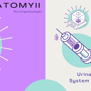 Könnte beinhalten: Eine violette und türkisfarbene Illustration einer Spritze mit einem Tropfen Flüssigkeit, einer Waage und einem Kolben. Der Text "ANATOMYII Nursingnotesbyliv" und "Urinary System Notes" ist ebenfalls enthalten.