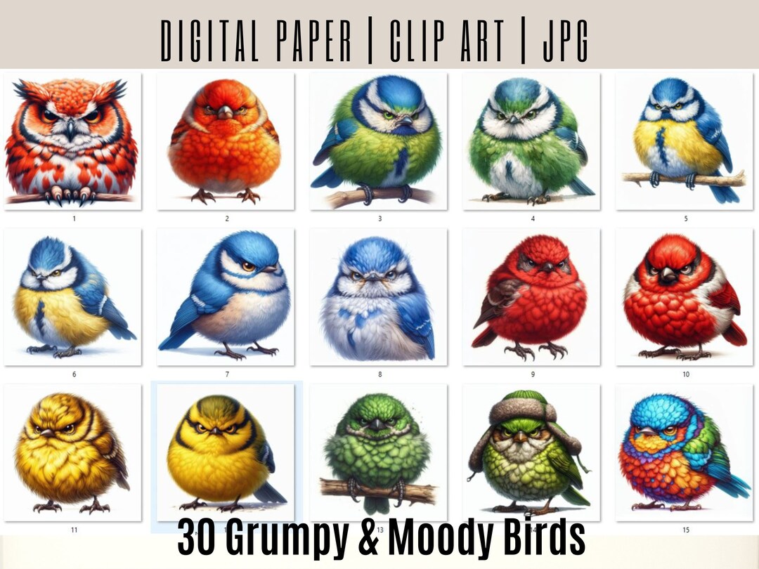 30 Watercolor Grumpy Birds Clipart: Fluffy Bird Art (digital Download ...