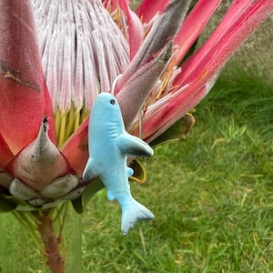 K&ouml;nnte beinhalten: Ein hellblaues, haif&ouml;rmiges Ornament h&auml;ngt vor einer gro&szlig;en Protea-Blume. Die Blume hat leuchtend rote Bl&uuml;tenbl&auml;tter und einen zentralen Kegel aus Wei&szlig; und Grau. Der Hintergrund ist verschwommenes gr&uuml;nes Gras.